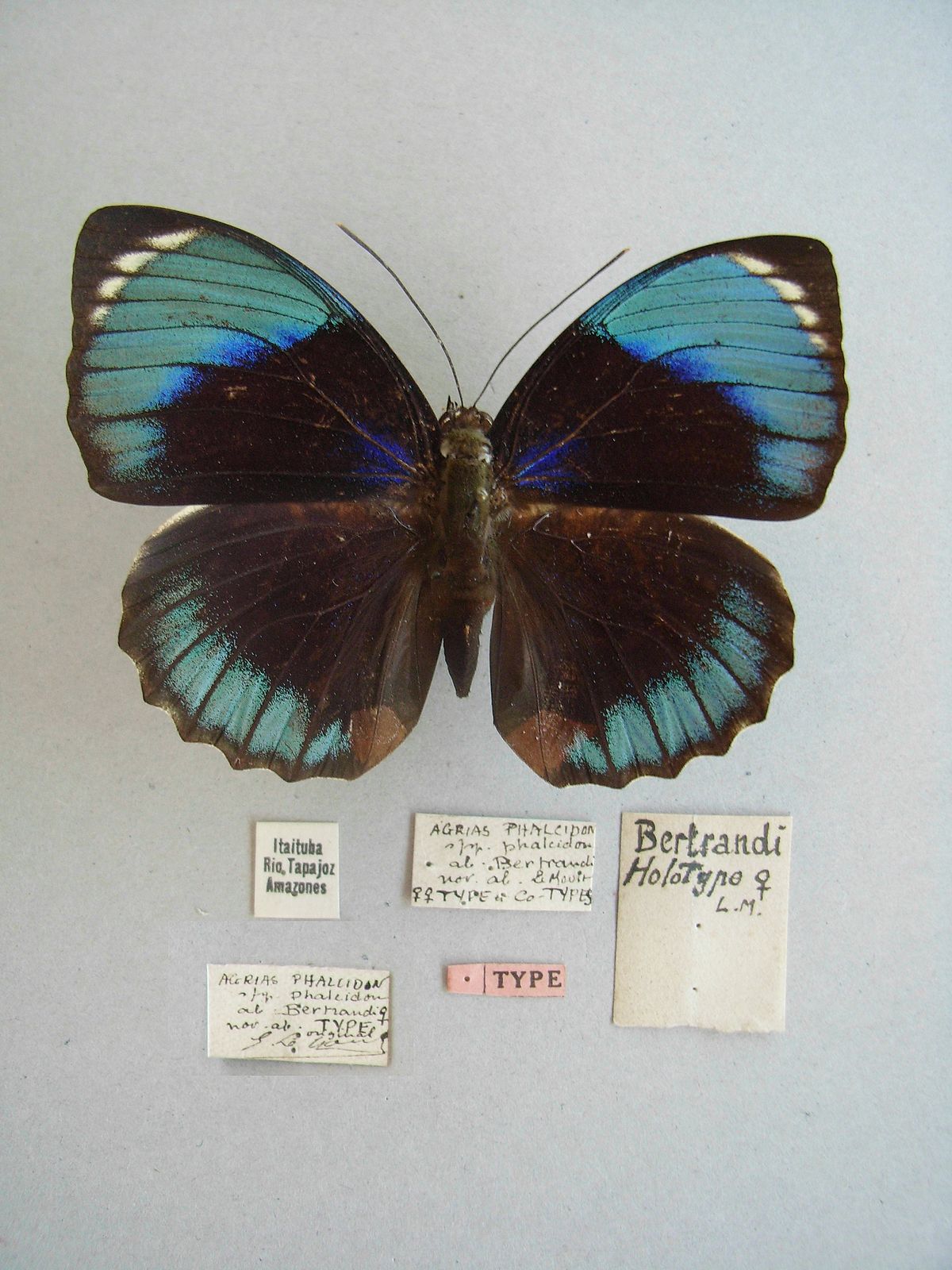 Butterfly